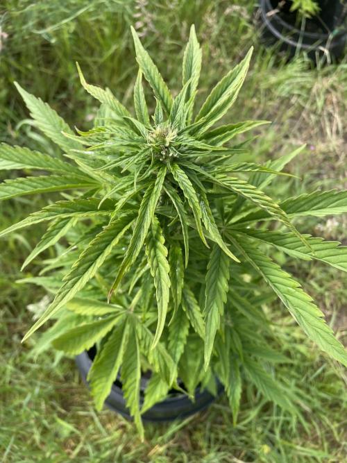 Critical Candy Auto. Week 6