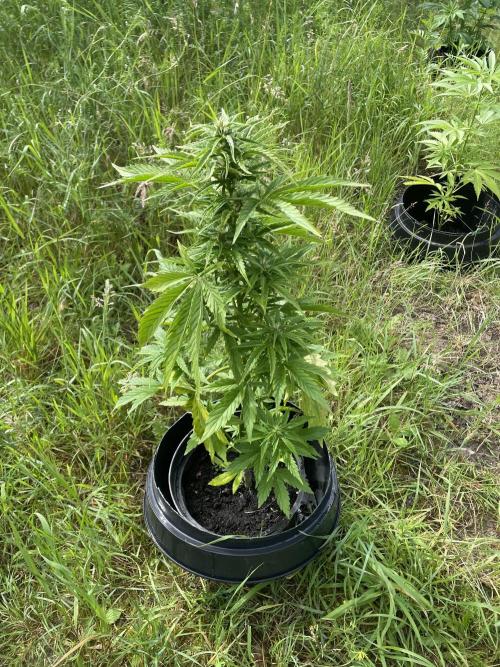Critical Candy Auto. Week 6