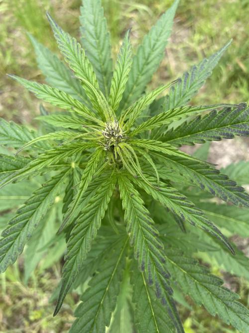 Thc Bomb Auto Outdoor. Week 7