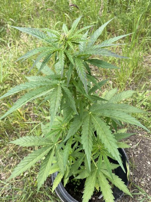 Thc Bomb Auto Outdoor. Week 7
