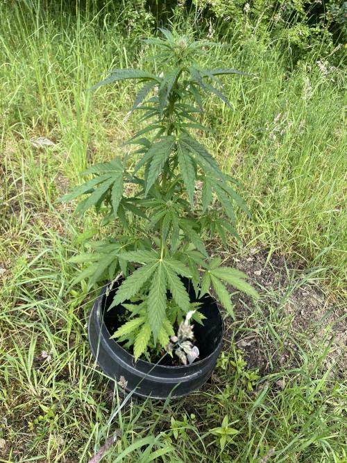 Thc Bomb Auto Outdoor. Week 7