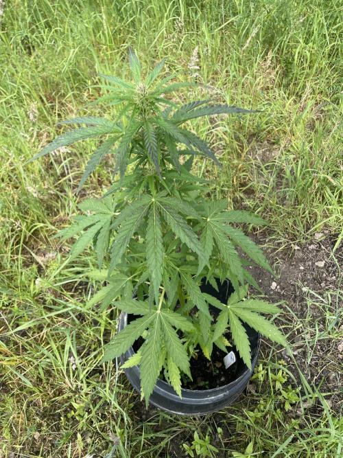 Thc Bomb Auto Outdoor. Week 7