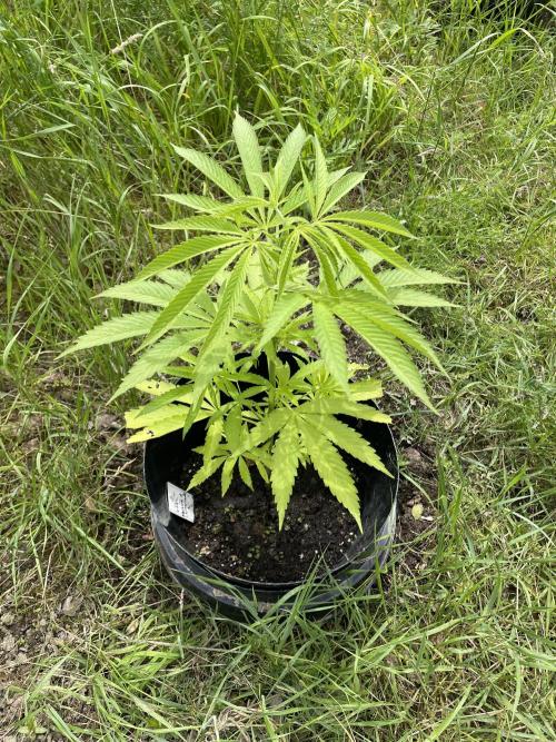 Shishka Lemonade 🍋 GHS Outdoor 🍋. Week 7