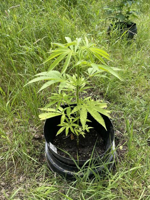 Shishka Lemonade 🍋 GHS Outdoor 🍋. Week 7