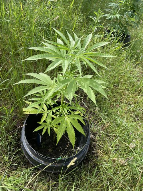 Shishka Lemonade 🍋 GHS Outdoor 🍋. Week 7