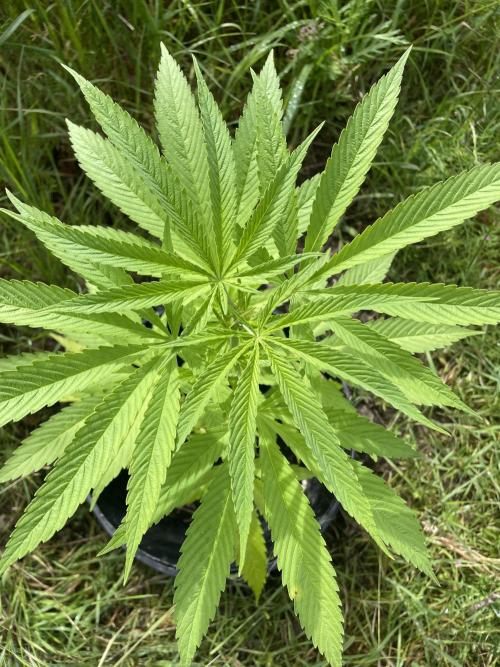 Shishka Lemonade 🍋 GHS Outdoor 🍋. Week 7