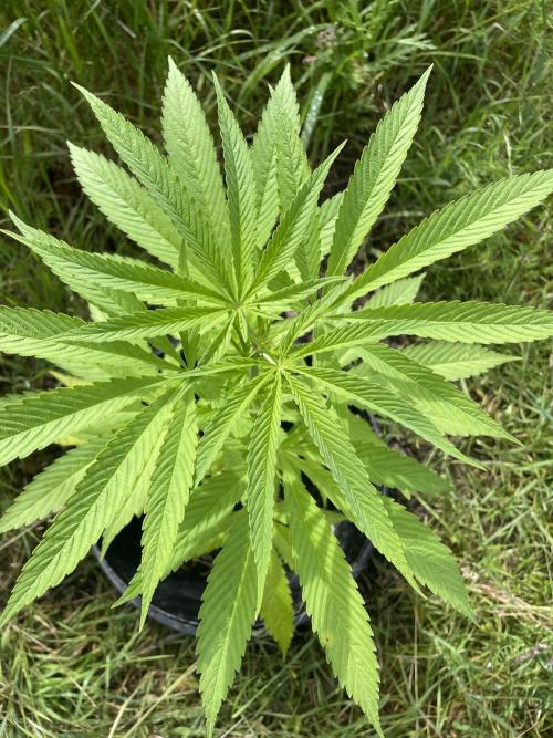 Shishka Lemonade 🍋 GHS Outdoor 🍋. Week 7
