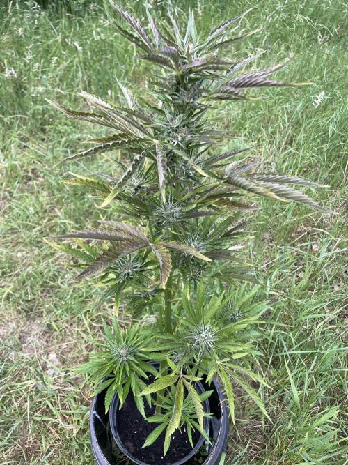 😈MSNL Purple Punch Auto😈. Week 10