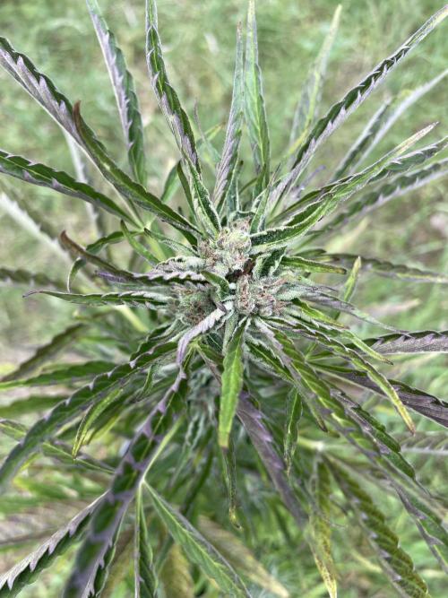 😈MSNL Purple Punch Auto😈. Week 10