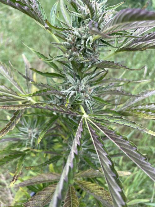 😈MSNL Purple Punch Auto😈. Week 10