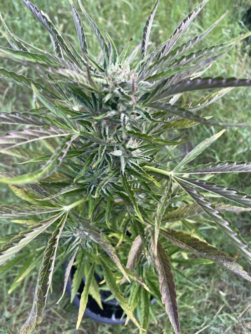 😈MSNL Purple Punch Auto😈. Week 10