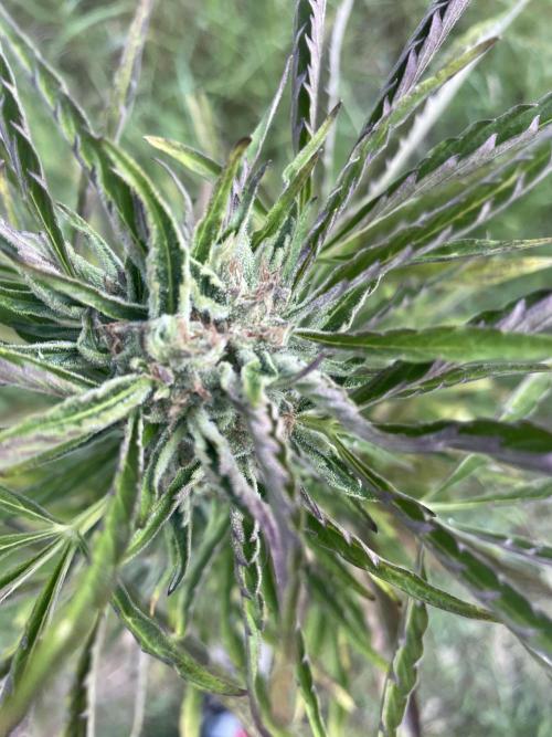 😈MSNL Purple Punch Auto😈. Week 10