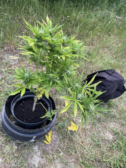 🍪 MSNL Gorilla Cookies Auto 🍪. Week 9