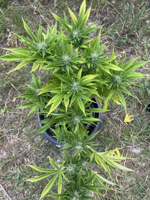 🍪 MSNL Gorilla Cookies Auto 🍪. Week 9