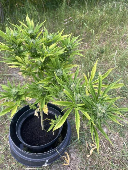 🍪 MSNL Gorilla Cookies Auto 🍪. Week 9