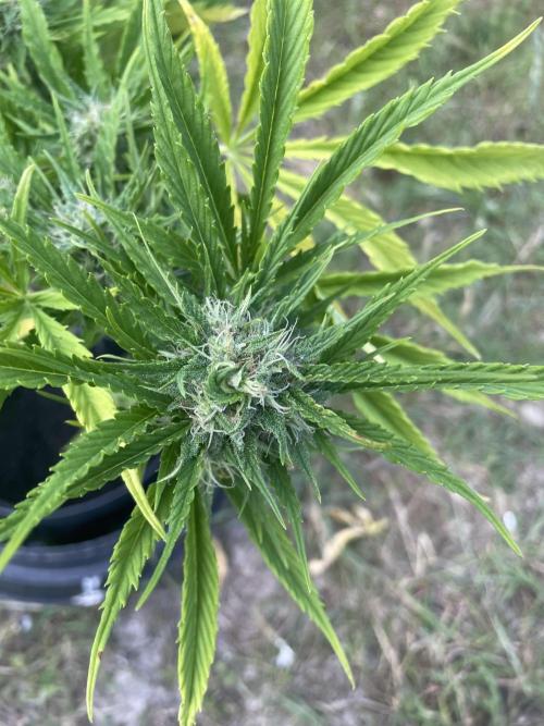 🍪 MSNL Gorilla Cookies Auto 🍪. Week 9