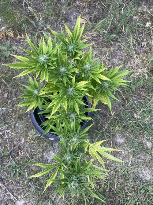 🍪 MSNL Gorilla Cookies Auto 🍪. Week 9