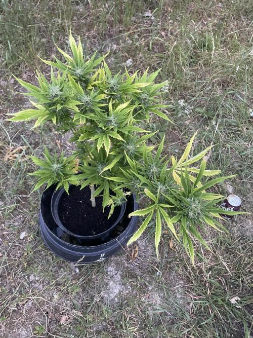 🍪 MSNL Gorilla Cookies Auto 🍪. Week 9