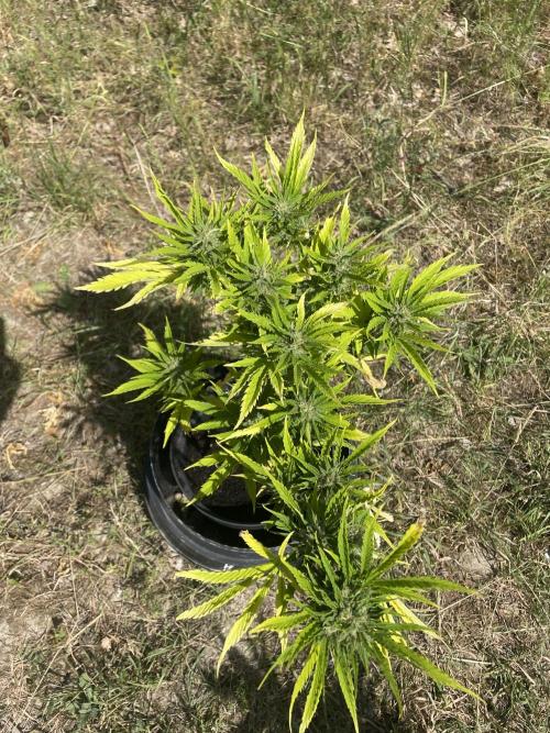 🍪 MSNL Gorilla Cookies Auto 🍪. Week 9