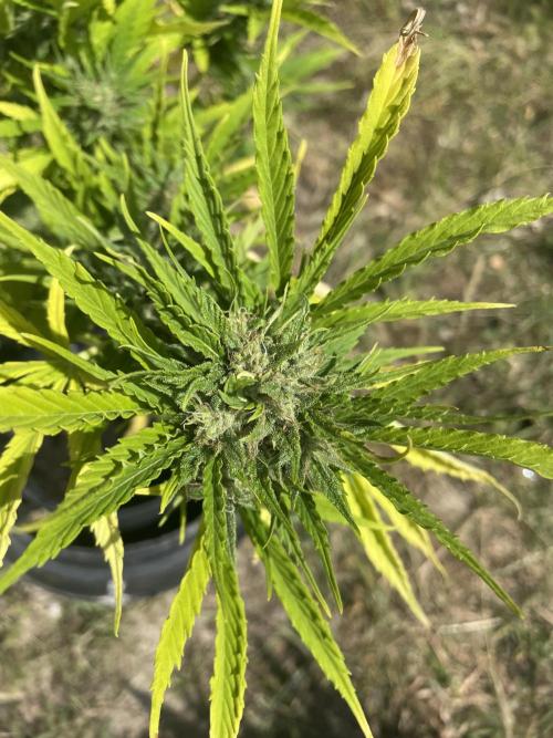 🍪 MSNL Gorilla Cookies Auto 🍪. Week 9
