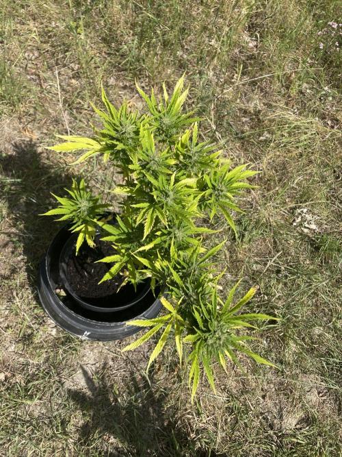 🍪 MSNL Gorilla Cookies Auto 🍪. Week 9