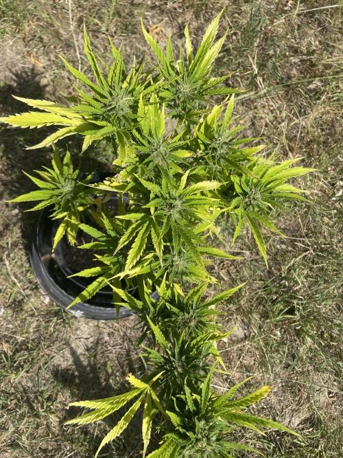🍪 MSNL Gorilla Cookies Auto 🍪. Week 9