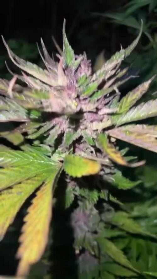 Fast buds promo 