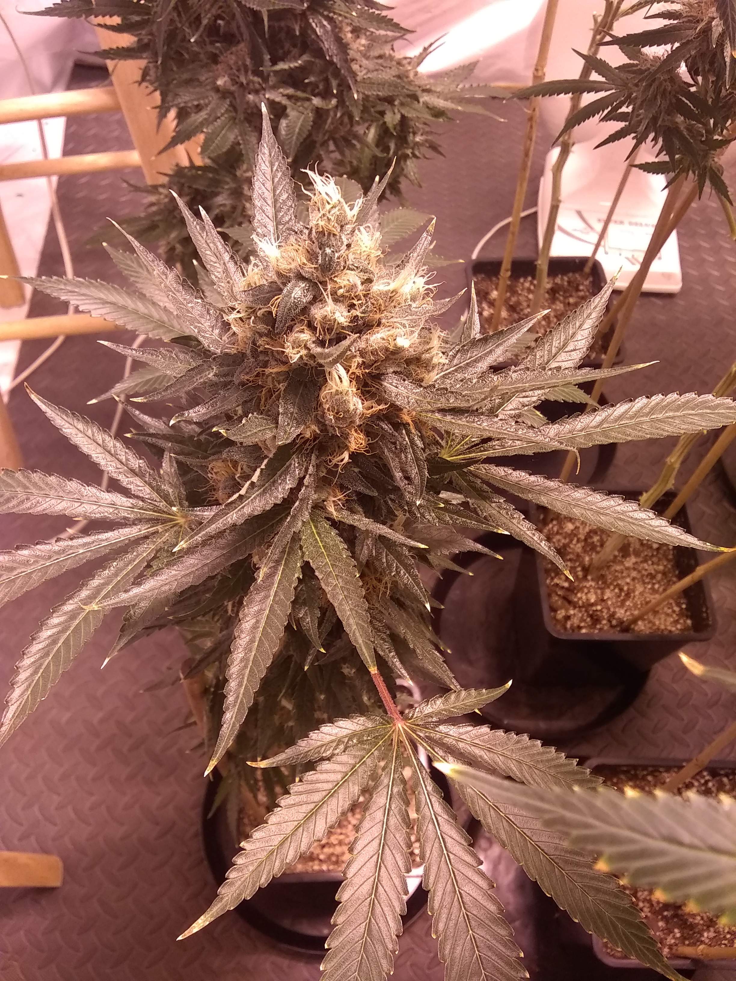 Zkittlez x OG kush, Bubba x monster cookies, Bubblegum x Darkstar