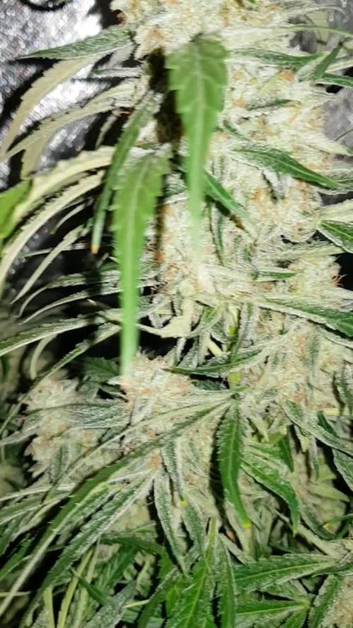F1 Hybride Indoor