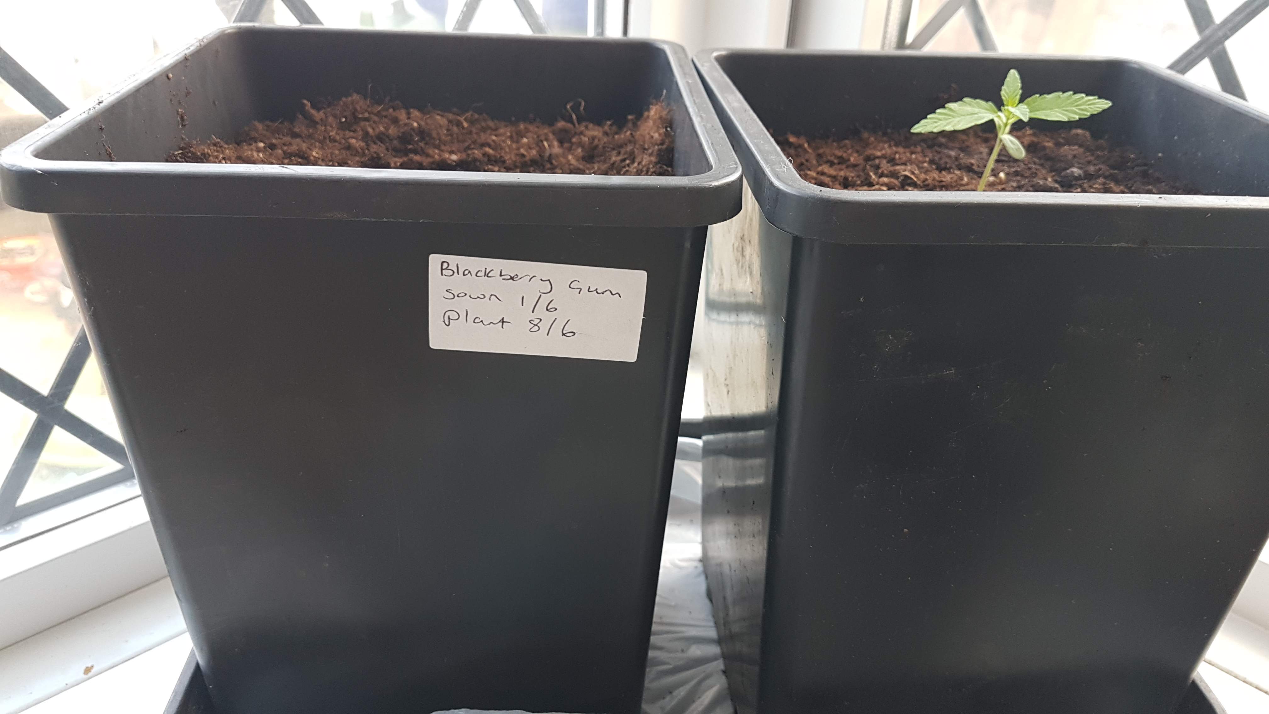 Seedstockers Blackberry Gum Autoflower grow diary (journal) week1 by