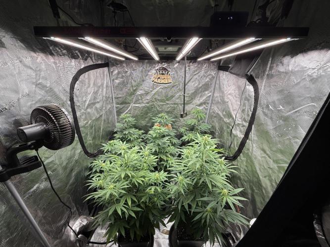 Super Boof + 5Mentarios + GMO y mas. Week 6