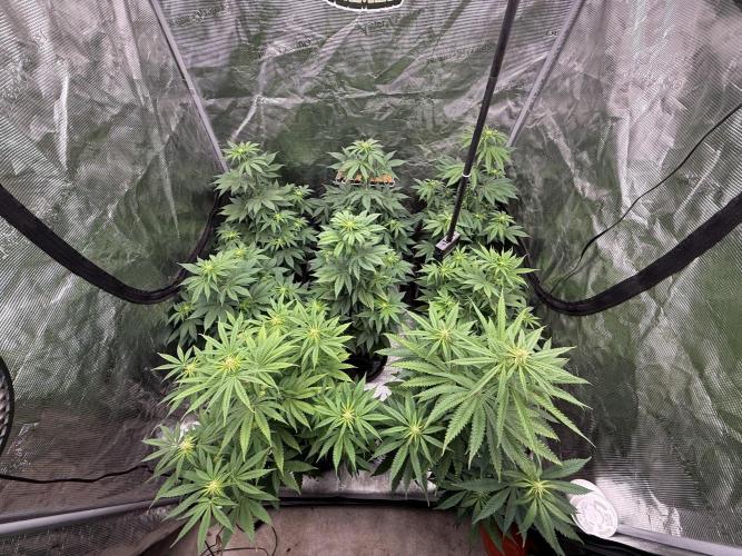 Super Boof + 5Mentarios + GMO y mas. Week 6