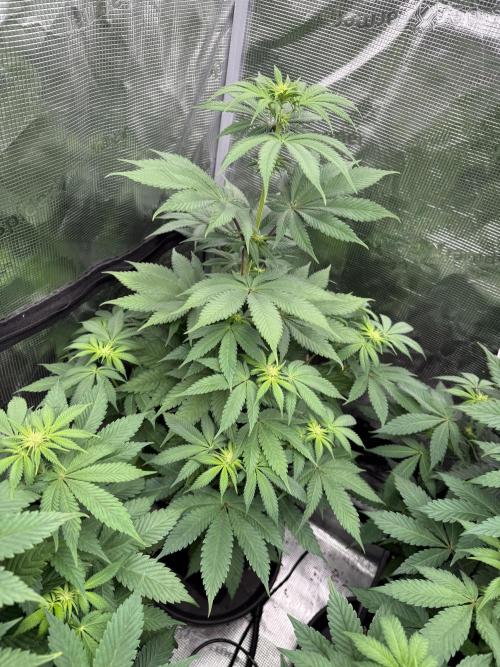 Super Boof + 5Mentarios + GMO y mas. Week 6