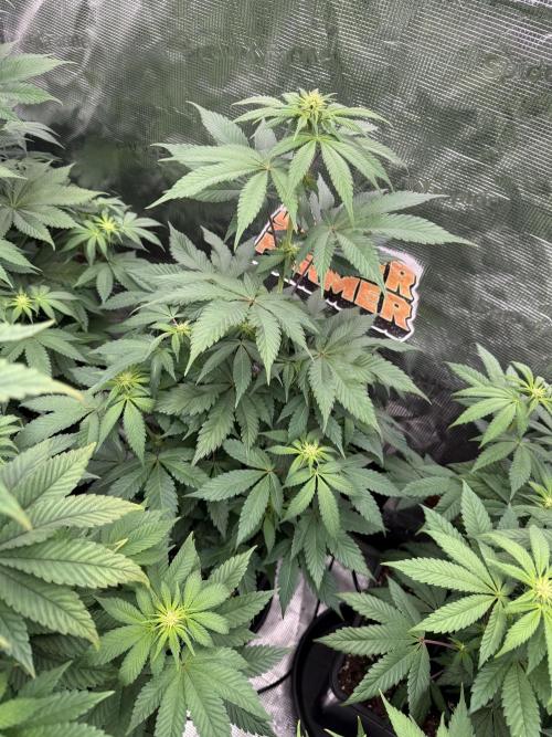 Super Boof + 5Mentarios + GMO y mas. Week 6