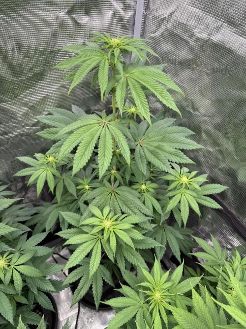 Super Boof + 5Mentarios + GMO y mas. Week 6