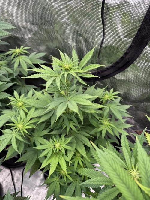 Super Boof + 5Mentarios + GMO y mas. Week 6