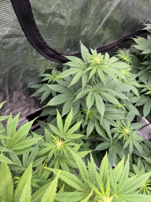 Super Boof + 5Mentarios + GMO y mas. Week 6