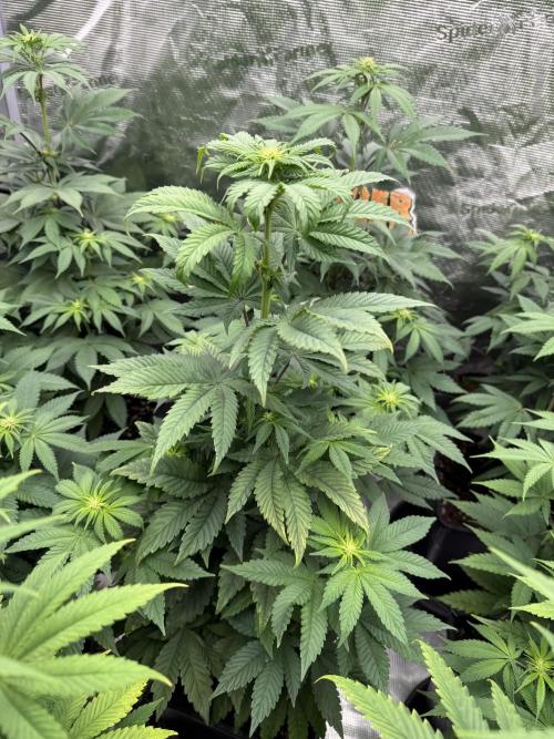 Super Boof + 5Mentarios + GMO y mas. Week 6