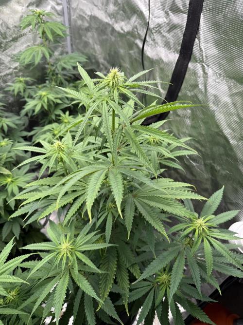 Super Boof + 5Mentarios + GMO y mas. Week 6