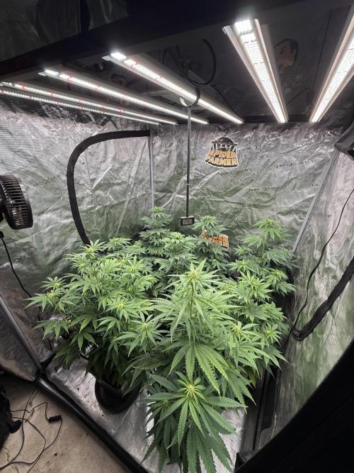 Super Boof + 5Mentarios + GMO y mas. Week 6