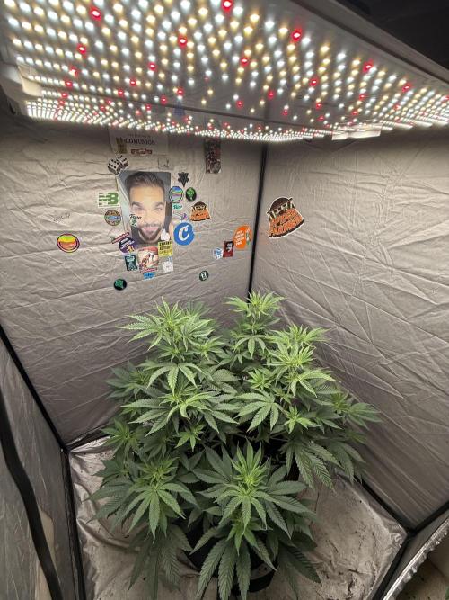 Super Boof + 5Mentarios + GMO y mas. Week 6