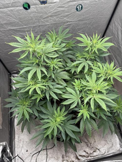 Super Boof + 5Mentarios + GMO y mas. Week 6