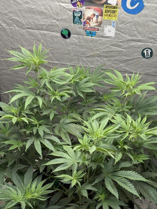 Super Boof + 5Mentarios + GMO y mas. Week 6