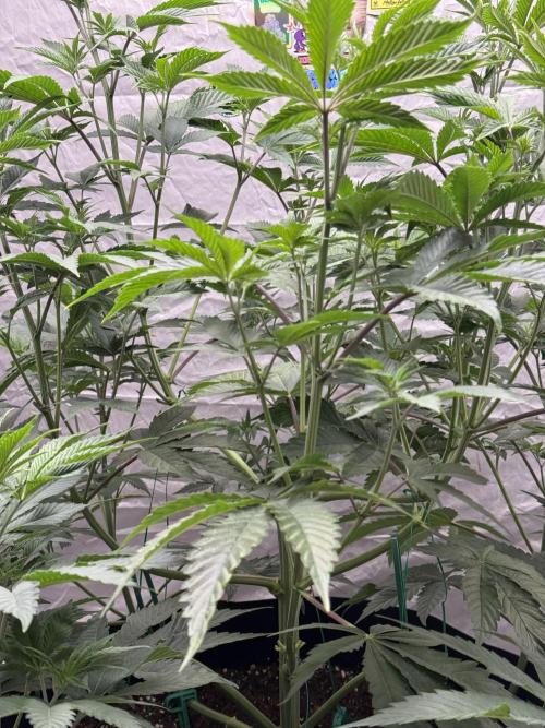 Super Boof + 5Mentarios + GMO y mas. Week 6