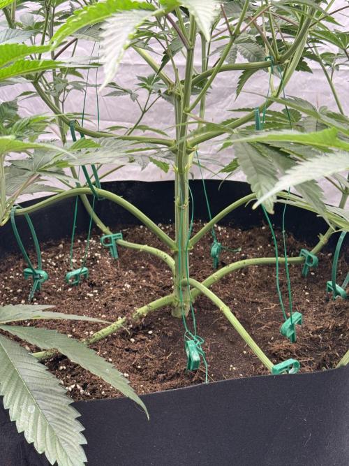 Super Boof + 5Mentarios + GMO y mas. Week 6