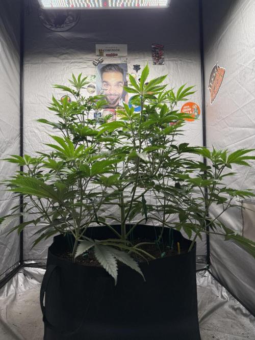 Super Boof + 5Mentarios + GMO y mas. Week 6