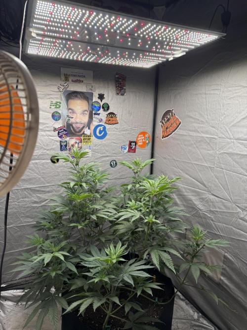 Super Boof + 5Mentarios + GMO y mas. Week 6