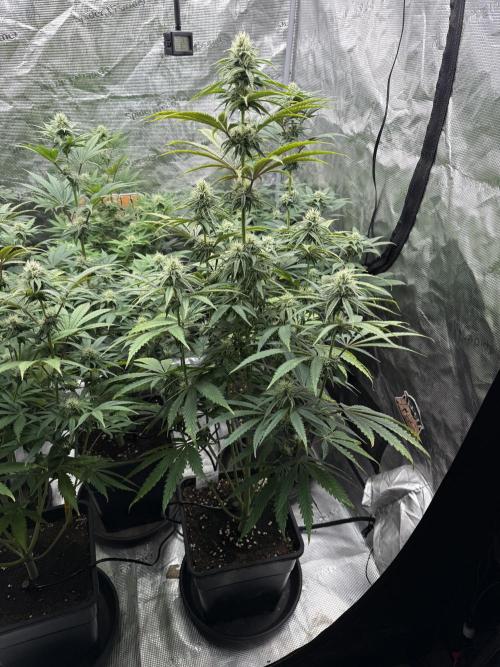 Super Boof + 5Mentarios + GMO y mas. Week 8