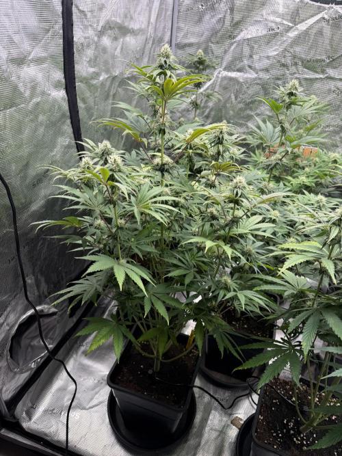 Super Boof + 5Mentarios + GMO y mas. Week 8