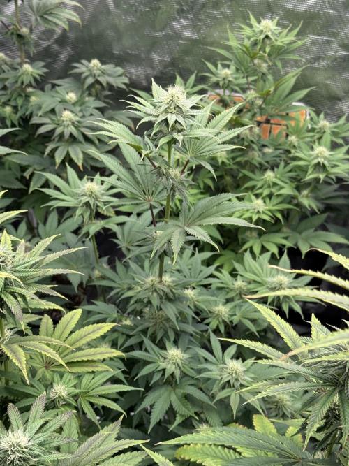 Super Boof + 5Mentarios + GMO y mas. Week 8